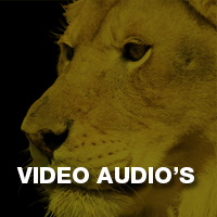 Audio